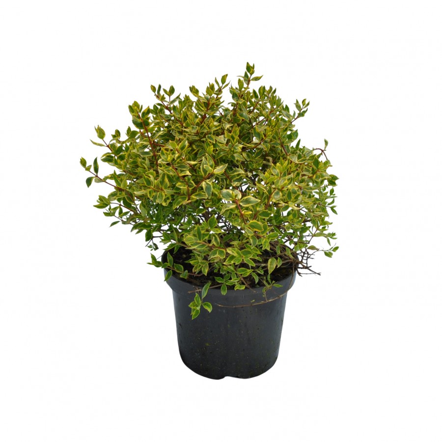 Abelia (Abelia grandiflora) Abelia (Abelia grandiflora)
