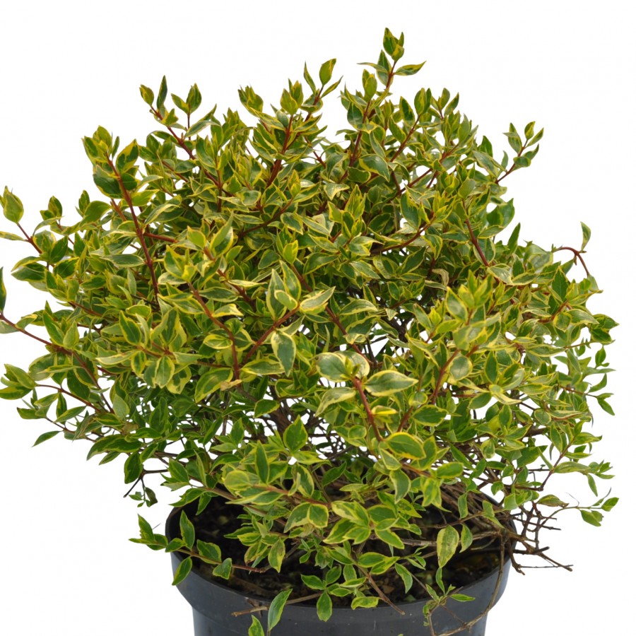 Abelia (Abelia grandiflora) Abelia (Abelia grandiflora)