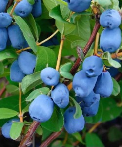Afin Siberian (Ghiveci) Afin Siberian (Ghiveci)
