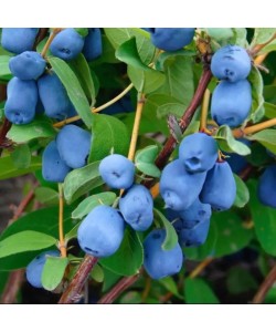 Afin Siberian (Ghiveci) Afin Siberian (Ghiveci)