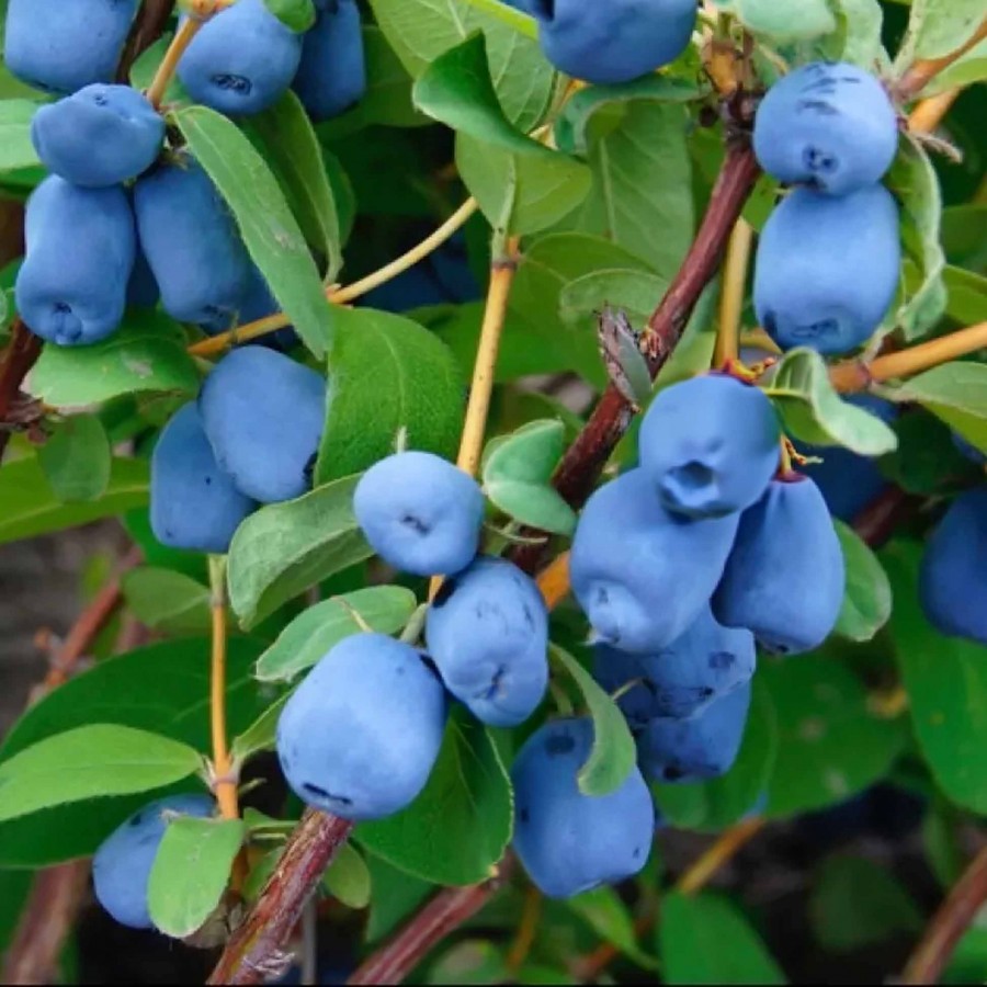 Afin Siberian (Ghiveci) Afin Siberian (Ghiveci)