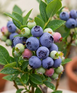 Afin Pitic Hortblue Petit (Ghiveci) Afin Pitic Hortblue Petit (Ghiveci)