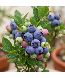 Afin Pitic Hortblue Petit (Ghiveci) Afin Pitic Hortblue Petit (Ghiveci)