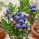 Afin Pitic Hortblue Petit (Ghiveci)