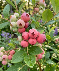 Afin Pink Lemonade Roz (Ghiveci) Afin Pink Lemonade Roz (Ghiveci)
