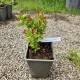 Afin Pitic Hortblue Petit (Ghiveci)