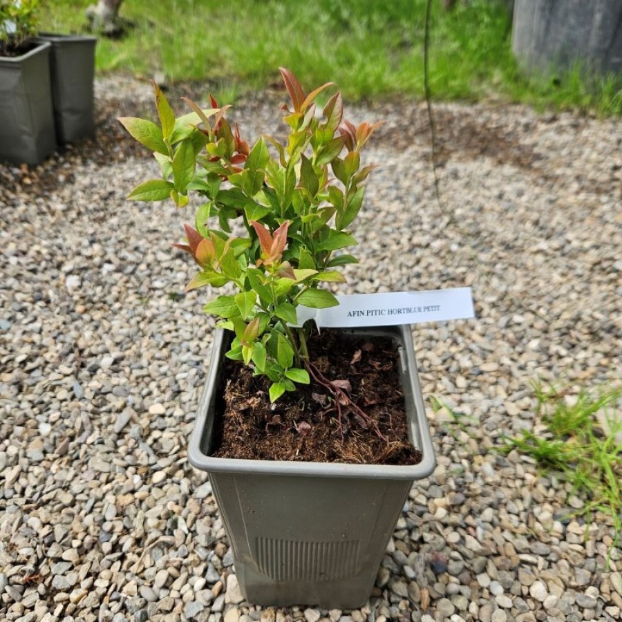 Afin Pitic Hortblue Petit (Ghiveci)