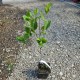 Aronia (Ghiveci) Aronia (Ghiveci)