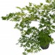 Arțar Japonez Verde Arțar Japonez Verde