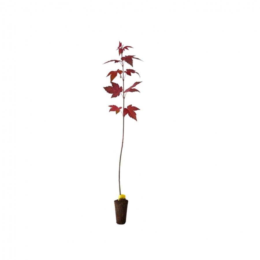 Artar Rosu 80-100 cm Artar Rosu 80-100 cm