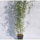 Bambus 1.4 -1.5 m