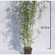 Bambus 1.4 -1.5 m