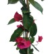 Bougainvillea Rosu 1.30 - 1.50 m Bougainvillea Rosu 1.30 - 1.50 m