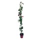 Bougainvillea Rosu 1.30 - 1.50 m Bougainvillea Rosu 1.30 - 1.50 m