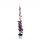 Bougainvillea Roz 1.30 - 1.50 m Bougainvillea Roz 1.30 - 1.50 m