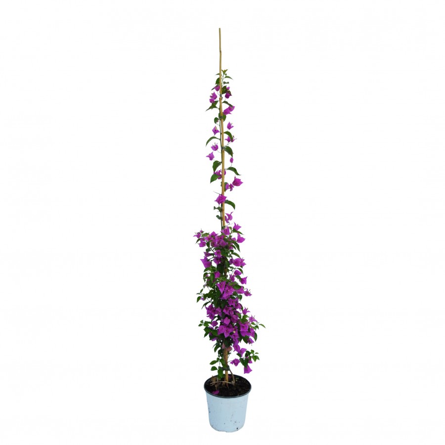 Bougainvillea Roz 1.30 - 1.50 m Bougainvillea Roz 1.30 - 1.50 m