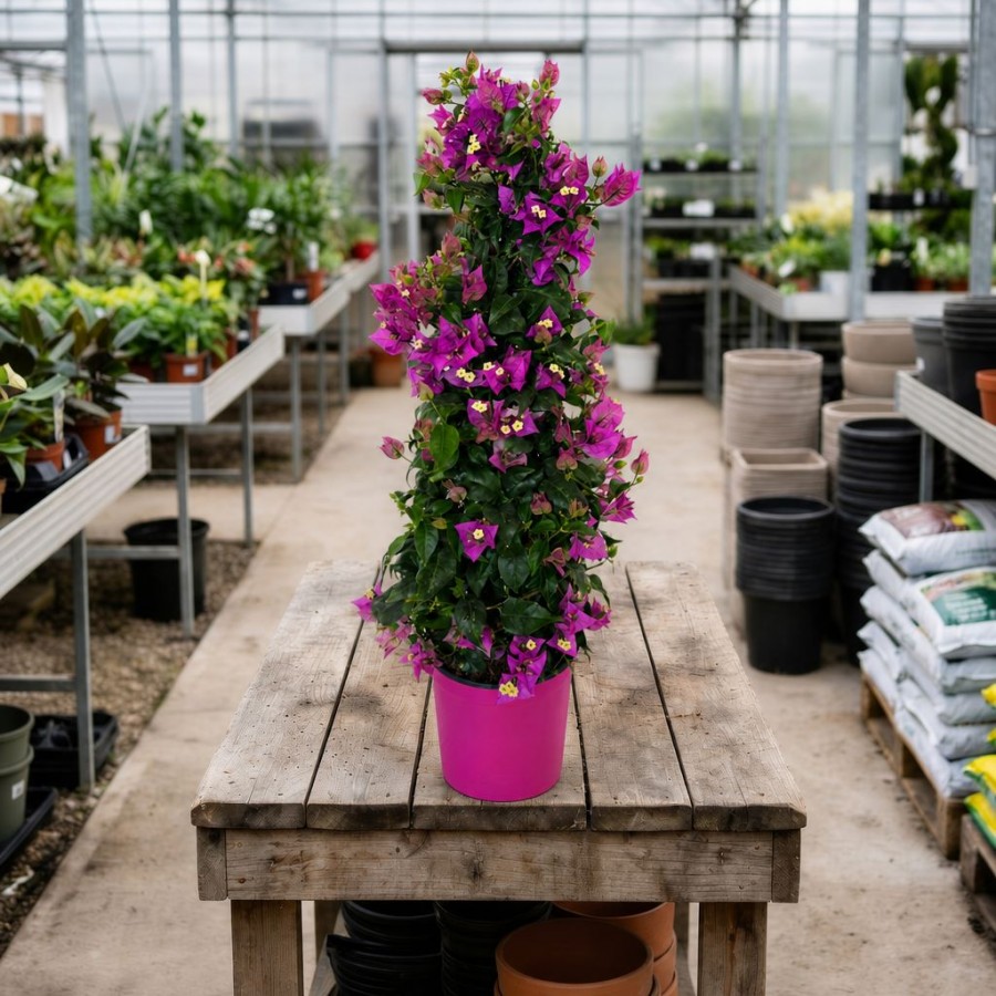 Bougainvillea Piramidal 60-80 cm Bougainvillea Piramidal 60-80 cm