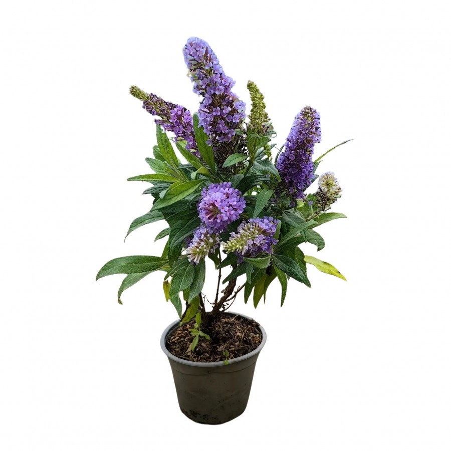 Buddleja - Liliacul de vara Mov 20-40 cm Buddleja - Liliacul de vara Mov 20-40 cm