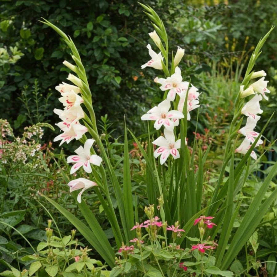 Pachet 10 Bulbi Gladiola Nymph Nanus – Alb-Roz