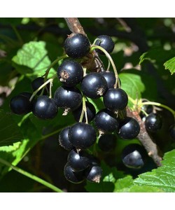 Coacăz Negru (Ghiveci) Coacăz Negru (Ghiveci)
