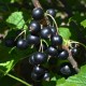 Coacăz Negru (Ghiveci) Coacăz Negru (Ghiveci)