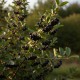Aronia (Ghiveci) Aronia (Ghiveci)