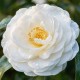 Camelia Japonica Alba 20-30cm (Alveola) Camelia Japonica Alba 20-30cm (Alveola)