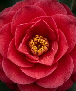Camelia Japonica Rosie 20-30cm (Alveola) Camelia Japonica Rosie 20-30cm (Alveola)