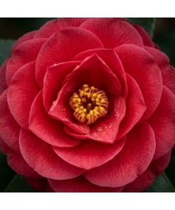 Camelia Japonica Rosie 20-30cm (Alveola) Camelia Japonica Rosie 20-30cm (Alveola)