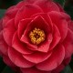 Camelia Japonica Rosie 20-30cm (Alveola) Camelia Japonica Rosie 20-30cm (Alveola)