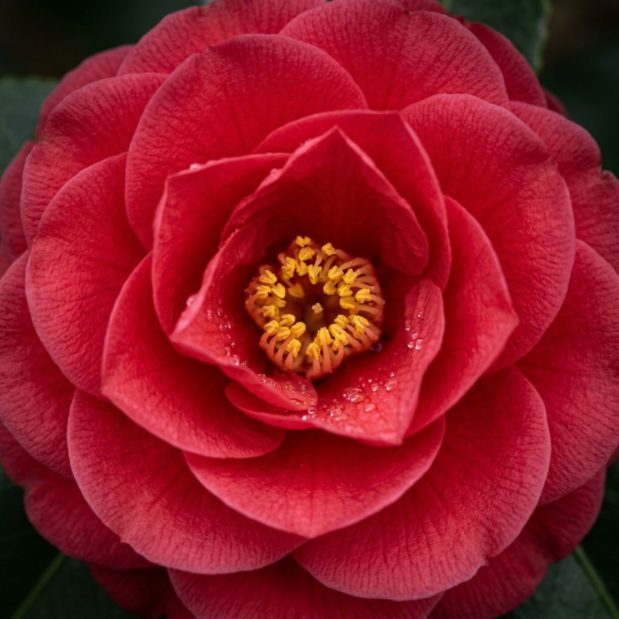 Camelia Japonica Rosie 20-30cm (Alveola) Camelia Japonica Rosie 20-30cm (Alveola)