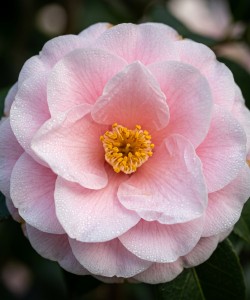 Camelia Japonica Roz 20-30cm (Alveola) Camelia Japonica Roz 20-30cm (Alveola)