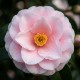Camelia Japonica Roz 20-30cm (Alveola) Camelia Japonica Roz 20-30cm (Alveola)
