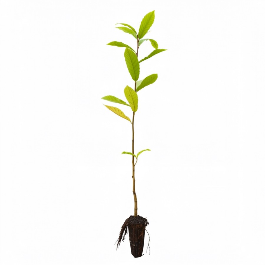 Castan Comestibil 70–80 cm Castan Comestibil 70–80 cm