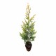 Chiparos Leylandi Castlewellan Gold 40-60 cm Chiparos Leylandi Castlewellan Gold 40-60 cm