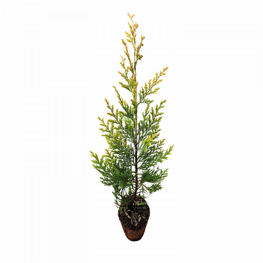 Chiparos Leylandi Castlewellan Gold 40-60 cm Chiparos Leylandi Castlewellan Gold 40-60 cm