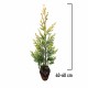 Chiparos Leylandi Castlewellan Gold 40-60 cm Chiparos Leylandi Castlewellan Gold 40-60 cm