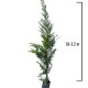 Chiparos Leylandi 1.8-2.2 m (Cupressocyparis leylandii) Chiparos Leylandi 1.8-2.2 m (Cupressocyparis leylandii)