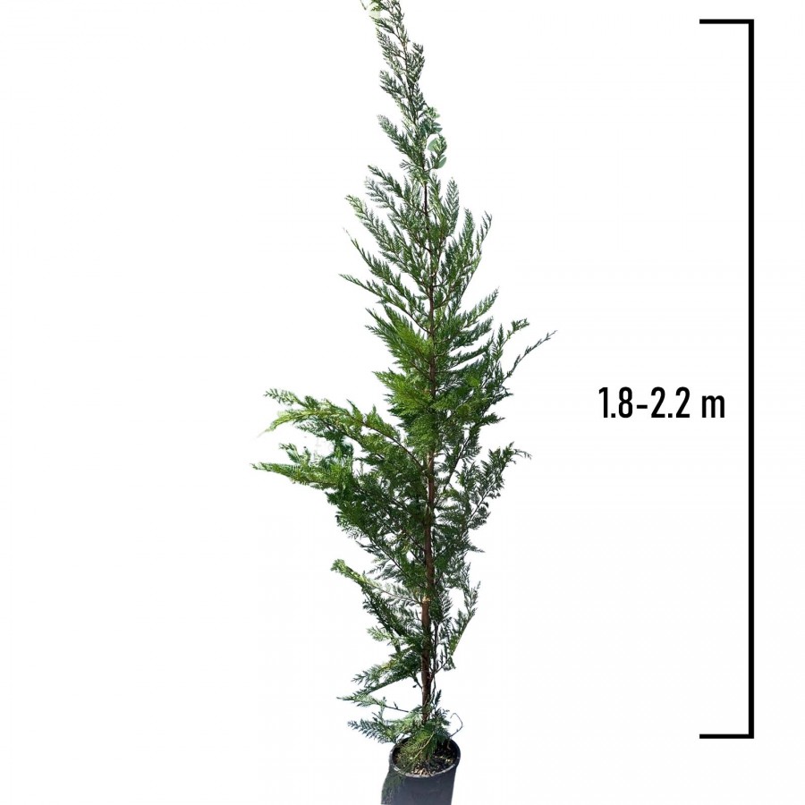 Chiparos Leylandi 1.8-2.2 m (Cupressocyparis leylandii) Chiparos Leylandi 1.8-2.2 m (Cupressocyparis leylandii)
