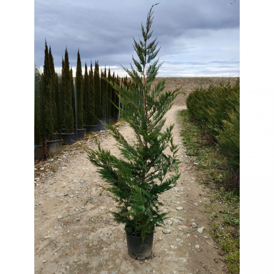 Chiparos Leylandii 2-2.5 m Chiparos Leylandii 2-2.5 m