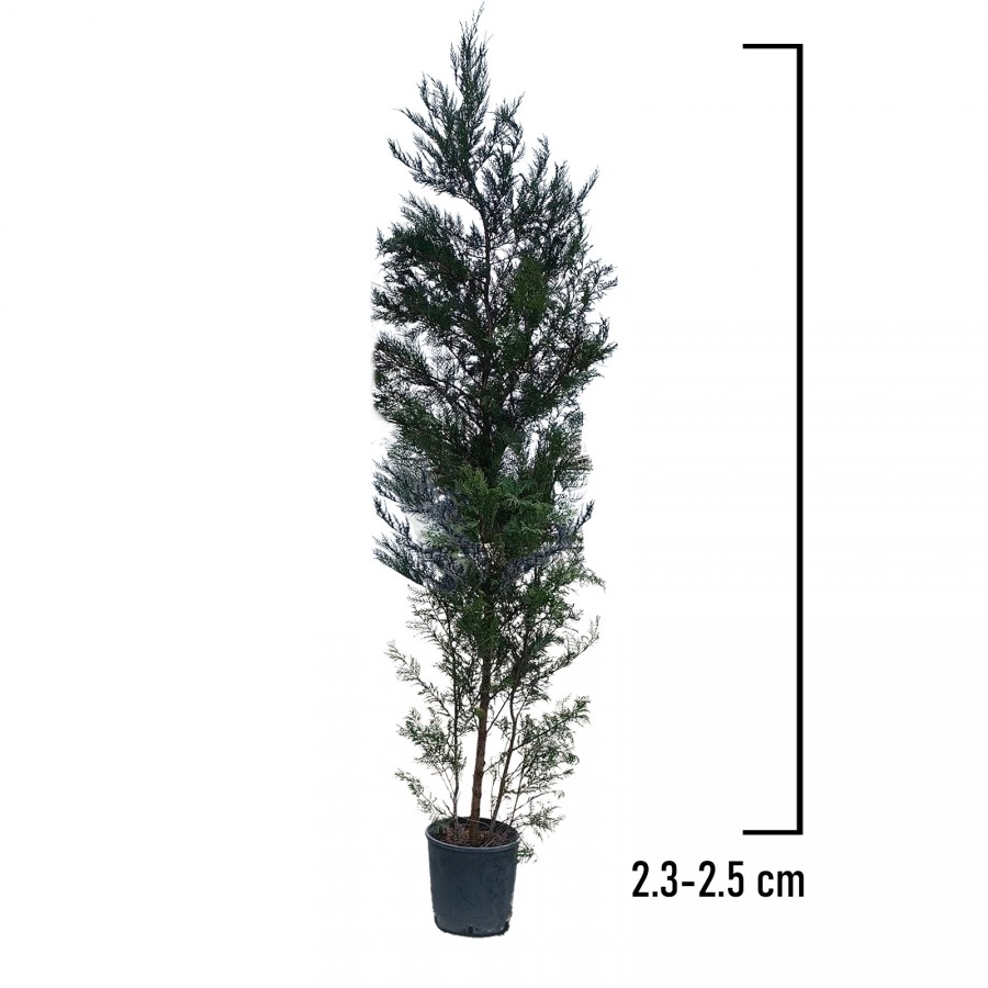 Chiparos Leylandi 2.3-2.5 m (Cupressocyparis leylandii) Chiparos Leylandi 2.3-2.5 m (Cupressocyparis leylandii)