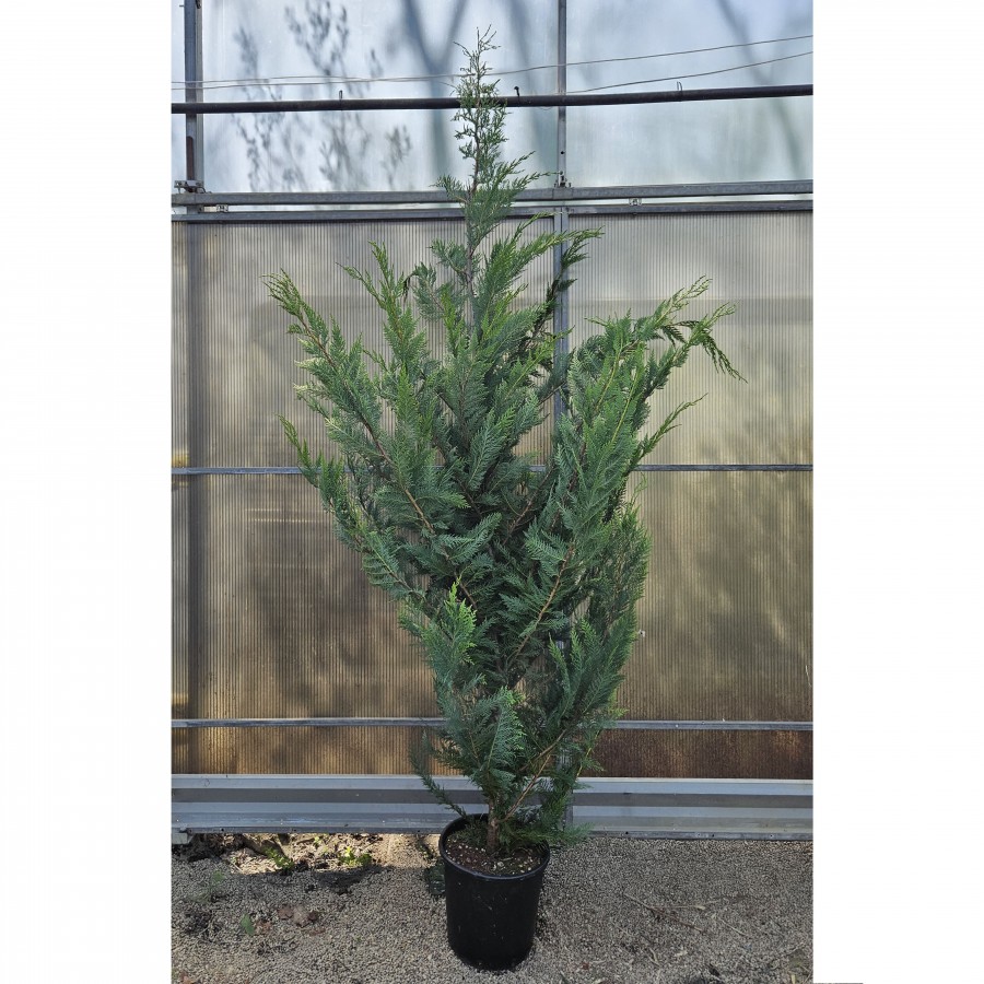 Chiparos Leylandii 2.5-3 m Chiparos Leylandii 2.5-3 m