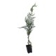 Chiparos Leylandii 40-50 cm Chiparos Leylandii 40-50 cm