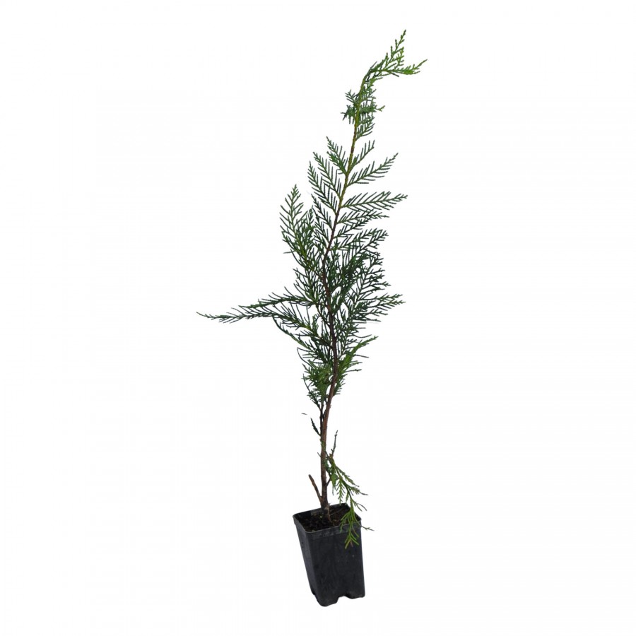 Chiparos Leylandii 40-50 cm Chiparos Leylandii 40-50 cm