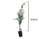 Chiparos Leylandii 40-50 cm Chiparos Leylandii 40-50 cm