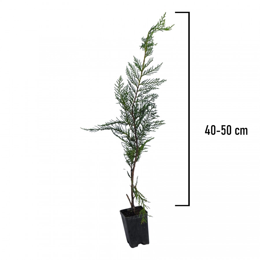 Chiparos Leylandii 40-50 cm Chiparos Leylandii 40-50 cm