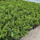 Chiparos Leylandii 50-70 cm Chiparos Leylandii 50-70 cm