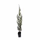 Chiparos Leylandii 50-70 cm Chiparos Leylandii 50-70 cm