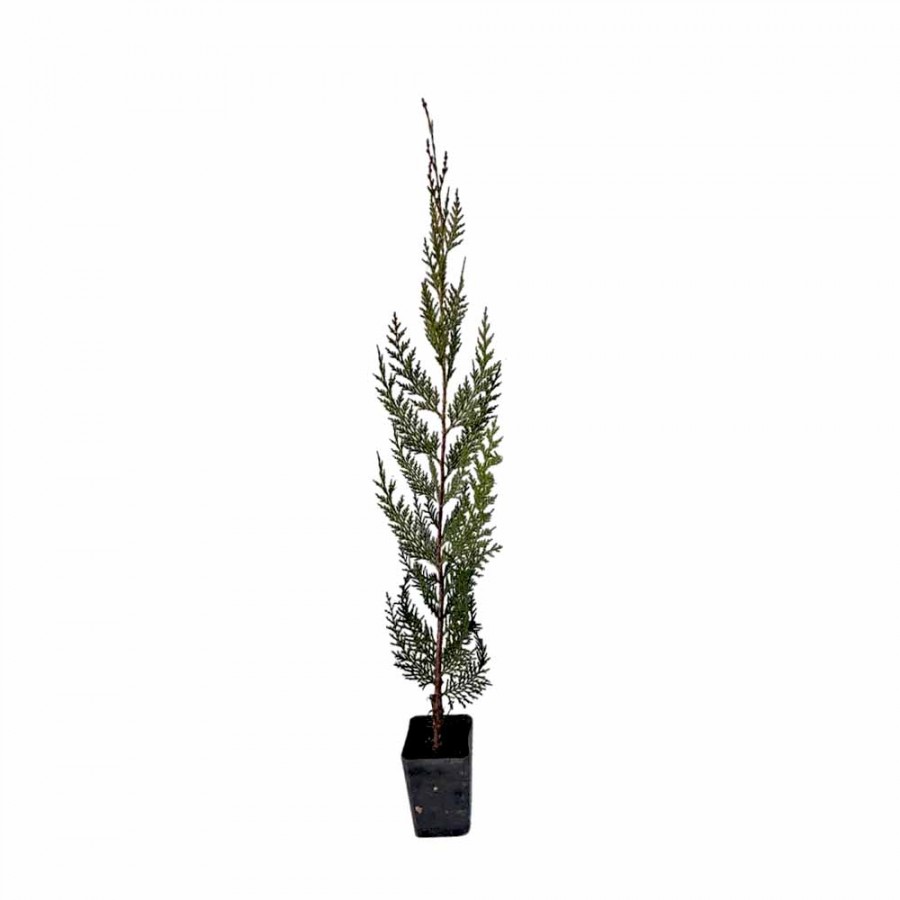 Chiparos Leylandii 50-70 cm Chiparos Leylandii 50-70 cm
