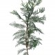 Chiparos Leylandi 80-100 cm (Cupressocyparis leylandii) Chiparos Leylandi 80-100 cm (Cupressocyparis leylandii)